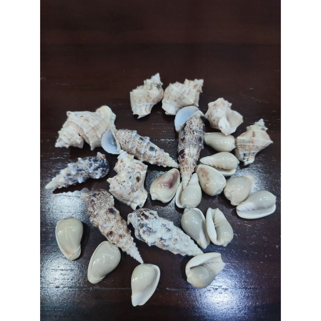 

cangkang kerang hias campur 100gr