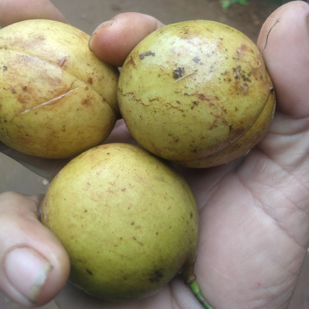 

buah pala segar baru di petik 500 gram