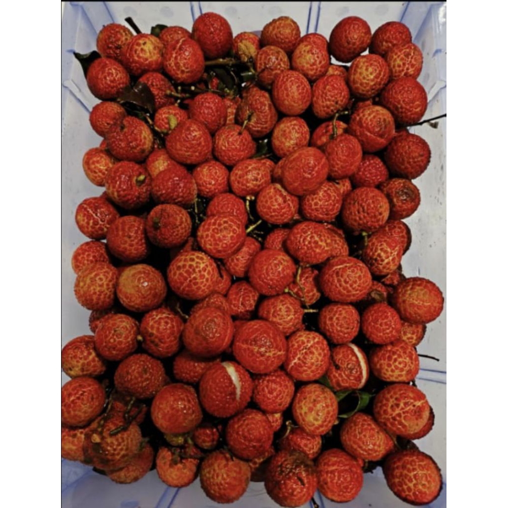 

leci merah khusus area semarang mohon baca deskripsi