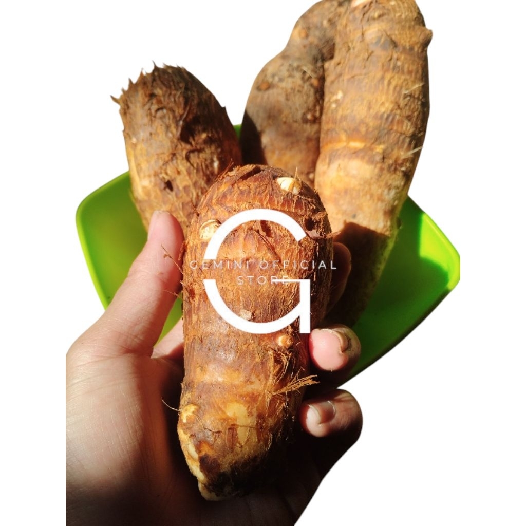 

ubi talas umbi talas pulen enak isi 1 kg enak buat di sayur talas pulen fresh {GOS} ubi