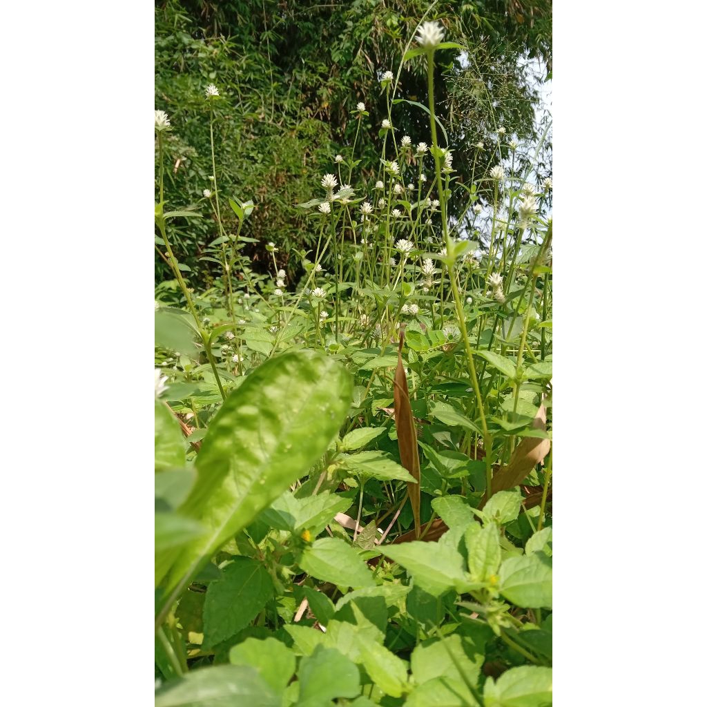 

Daun Bambu Kering