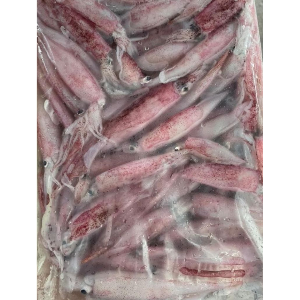 

Cumi pen petelur 1 kg