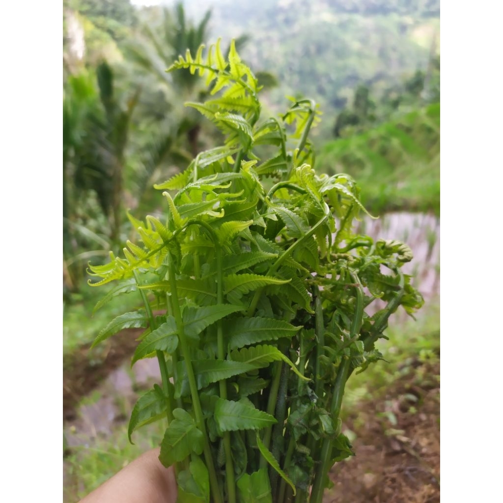 

sayuran daun pakis muda segar per 1 ikat