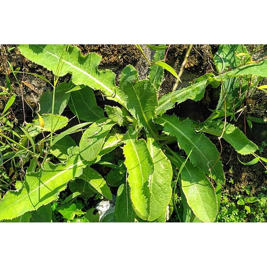 

Daun Tempuyung segar 500 gr obat herbal