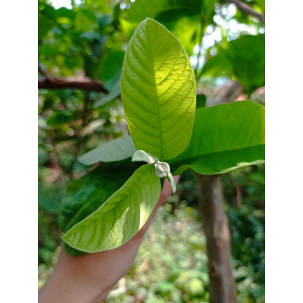 

Daun jambu segar 250g