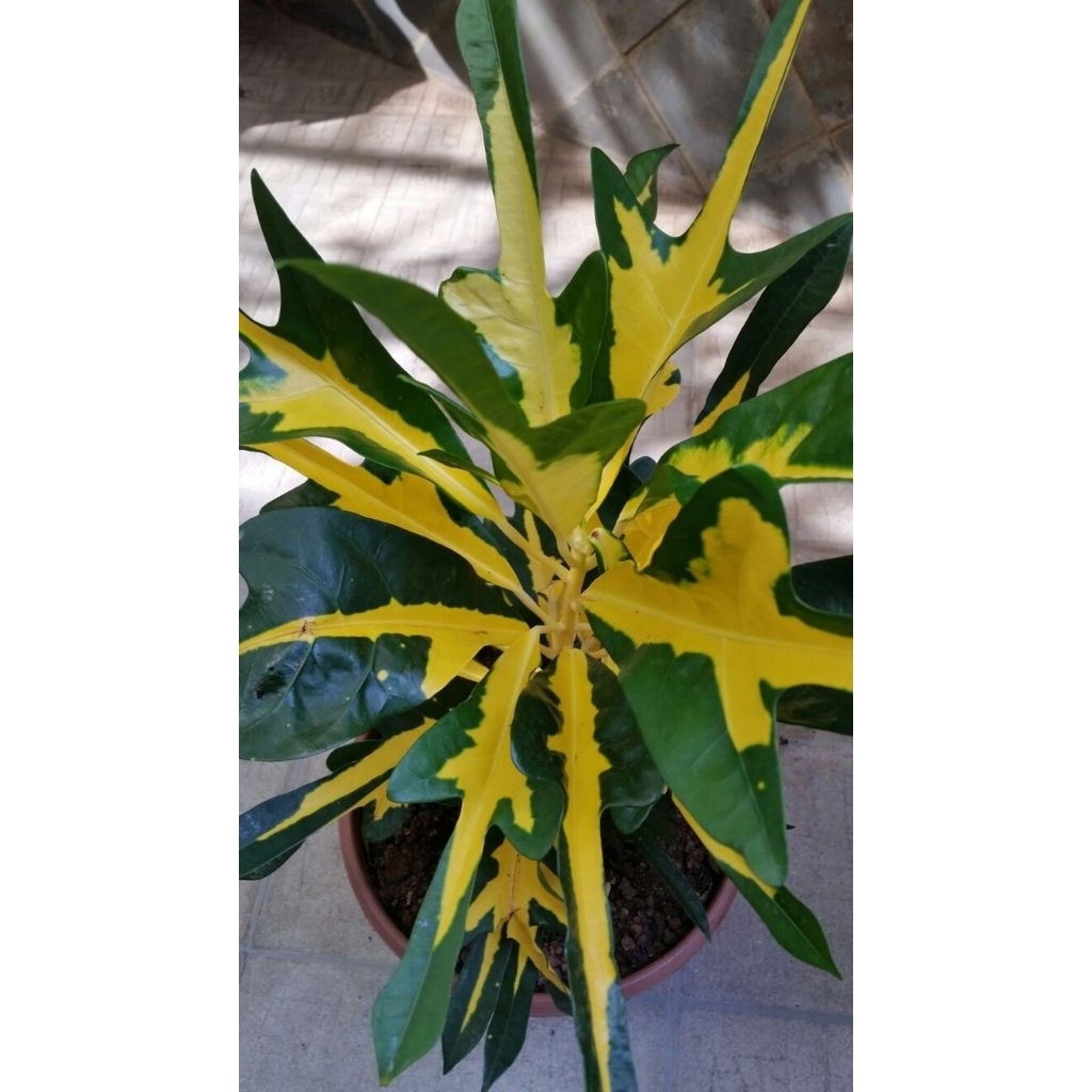 Puring jari kuning - Tanaman hias puring - Pohon puring