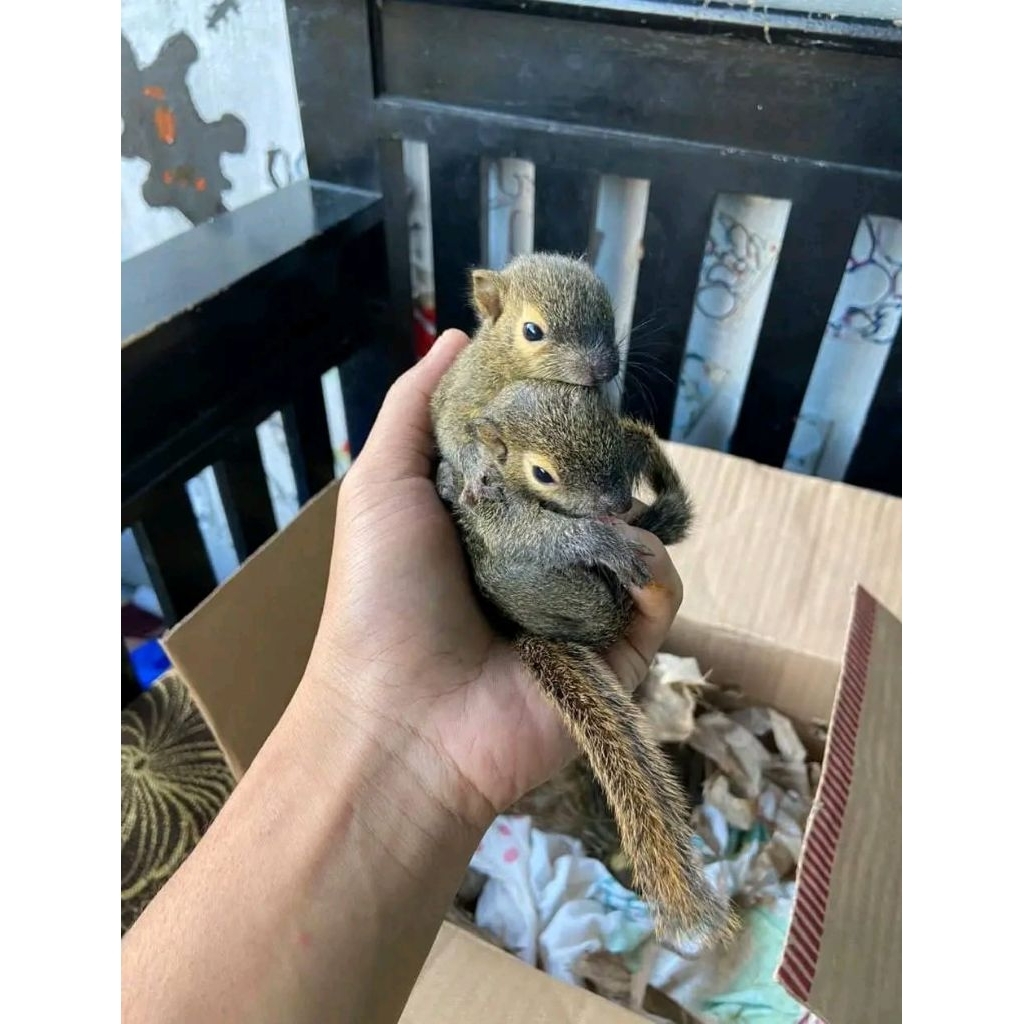 Bajing Kelapa Anakan