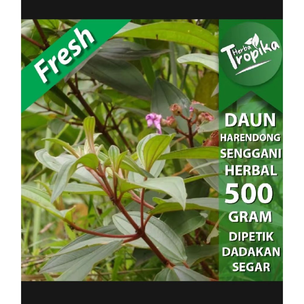 

Daun senggani senduduk atau daun Harendong segar fres per 500 gram