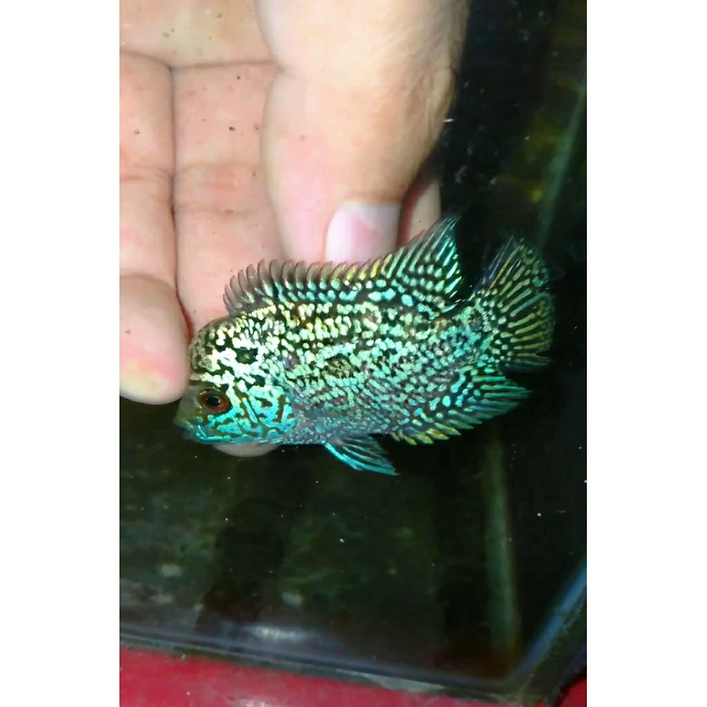 kamfa F3 ORI Thailand Line 3/2cm