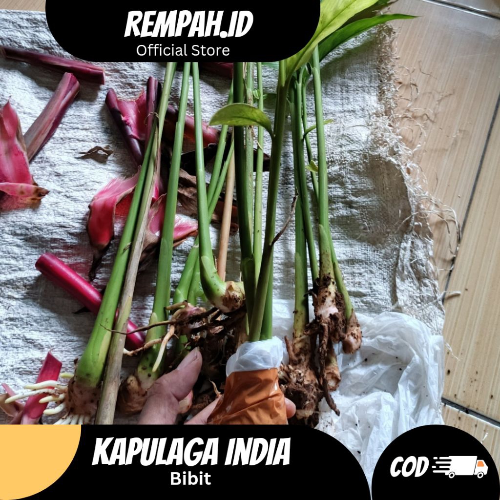 Bibit Kapulaga india/ kapulaga hijau/ kapol india unggul siap tanam