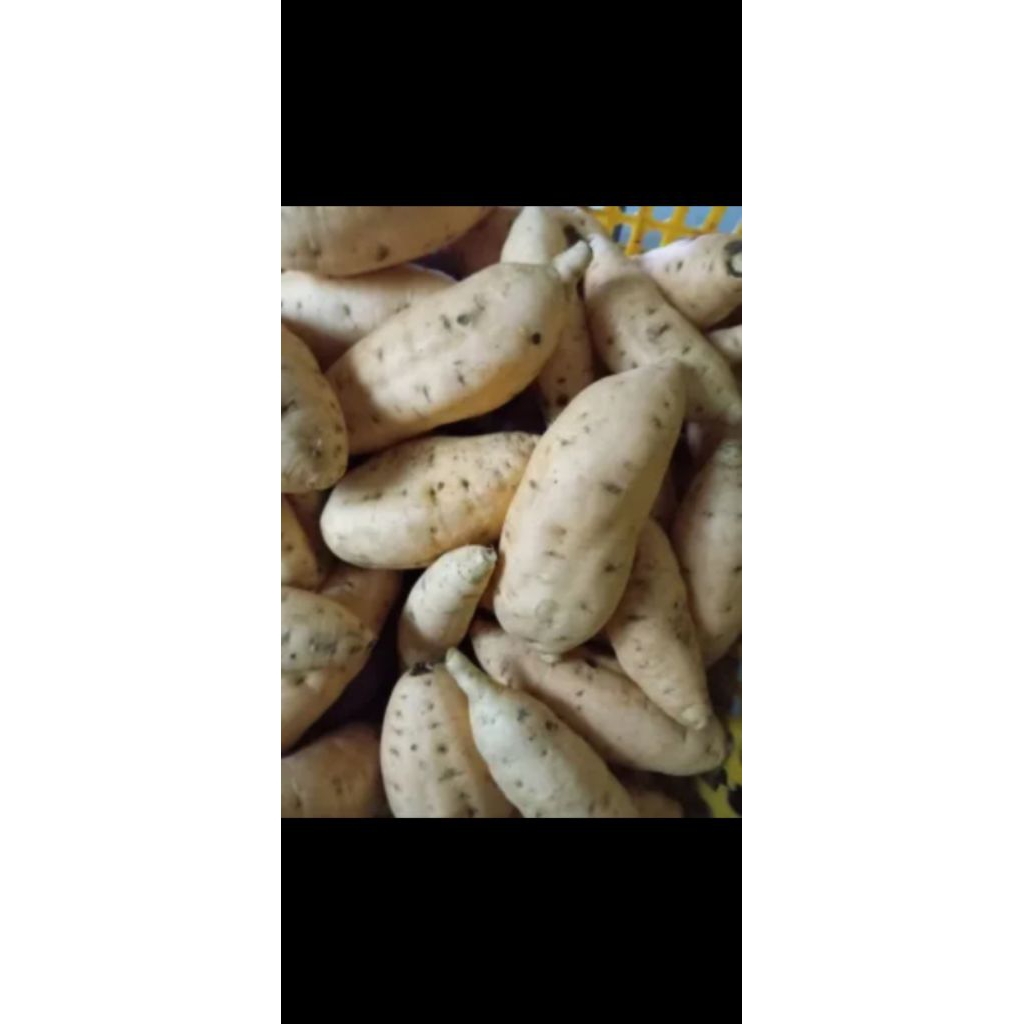 

ubi cilembu mentah