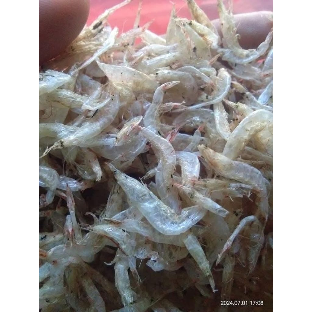 

UDANG HALUS REBORN SUPER