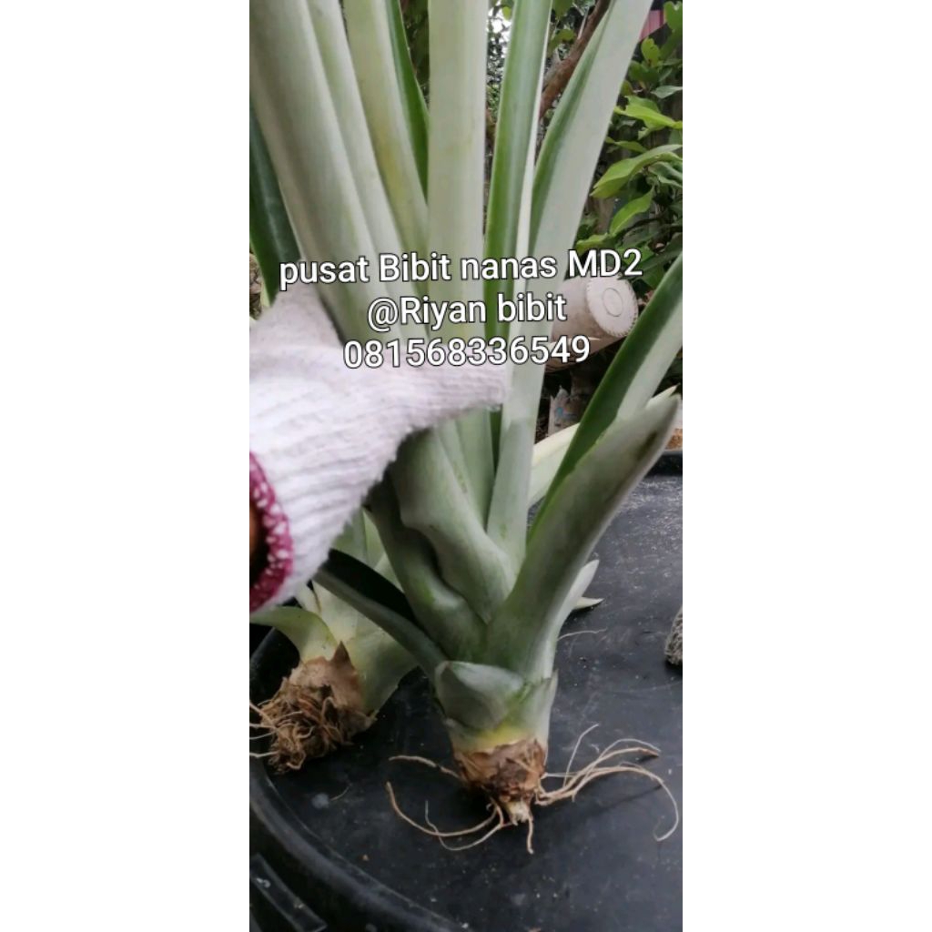 

bibit nanas honi 15 batang bonus 2 batang