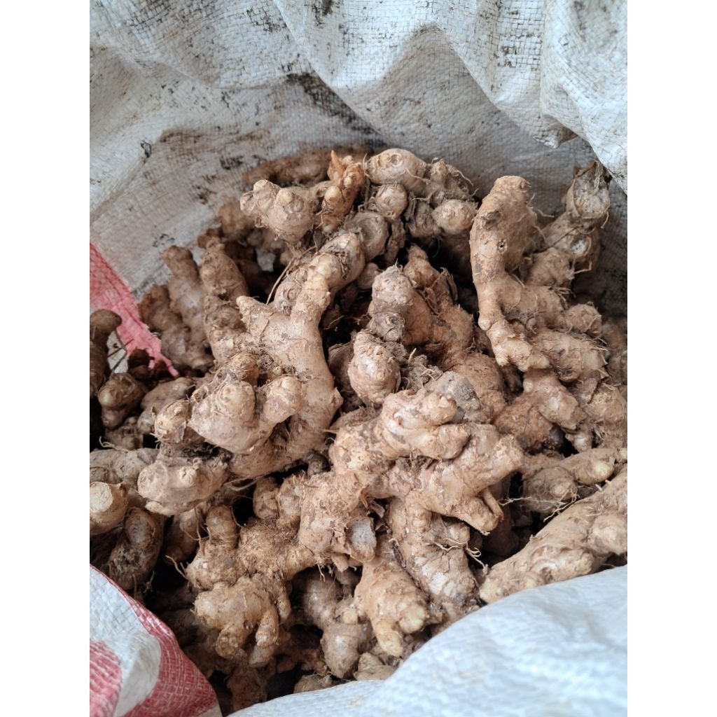 

Jahe emprit fresh belum cuci 1kg