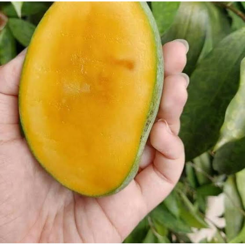 bibit tanaman mangga manalagi madu super