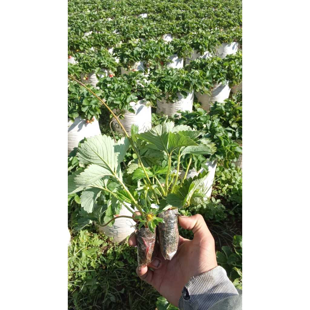 10 Bibit Buah  Strawberry Jumbo Manis / bibit strawberry berbuah besar dan manis siap tanam