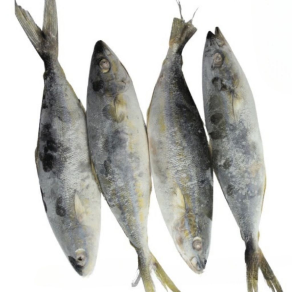 

Kode J. Ikan Salem Beku Frozen