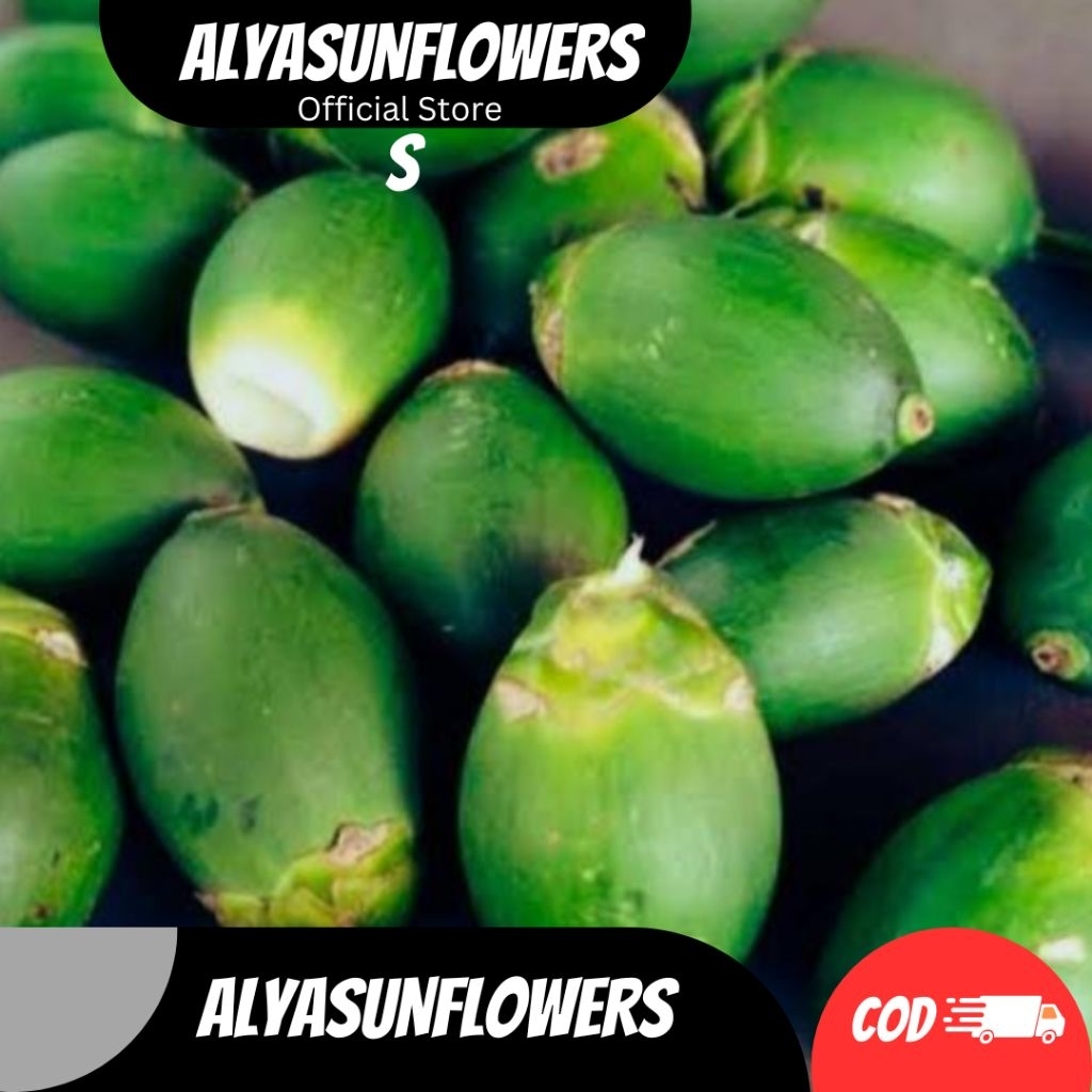 

BUAH PINANG MUDA SEGAR SATUAN
