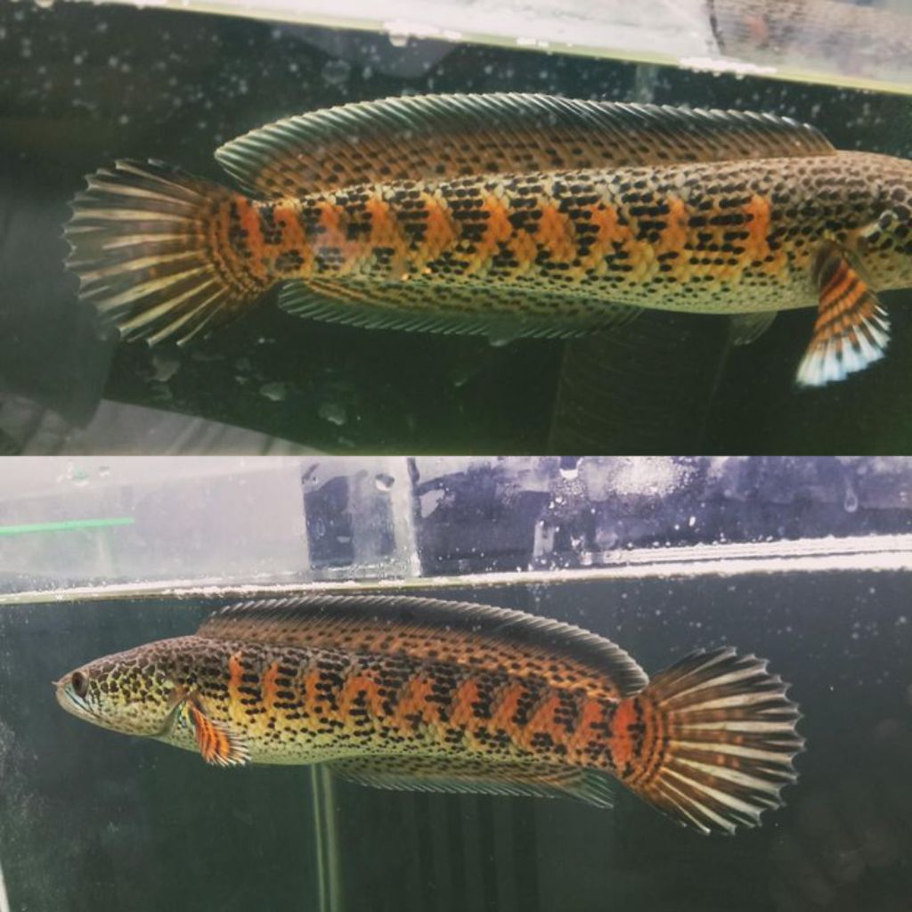 hiasan aquarium cana Barca  cantik yes