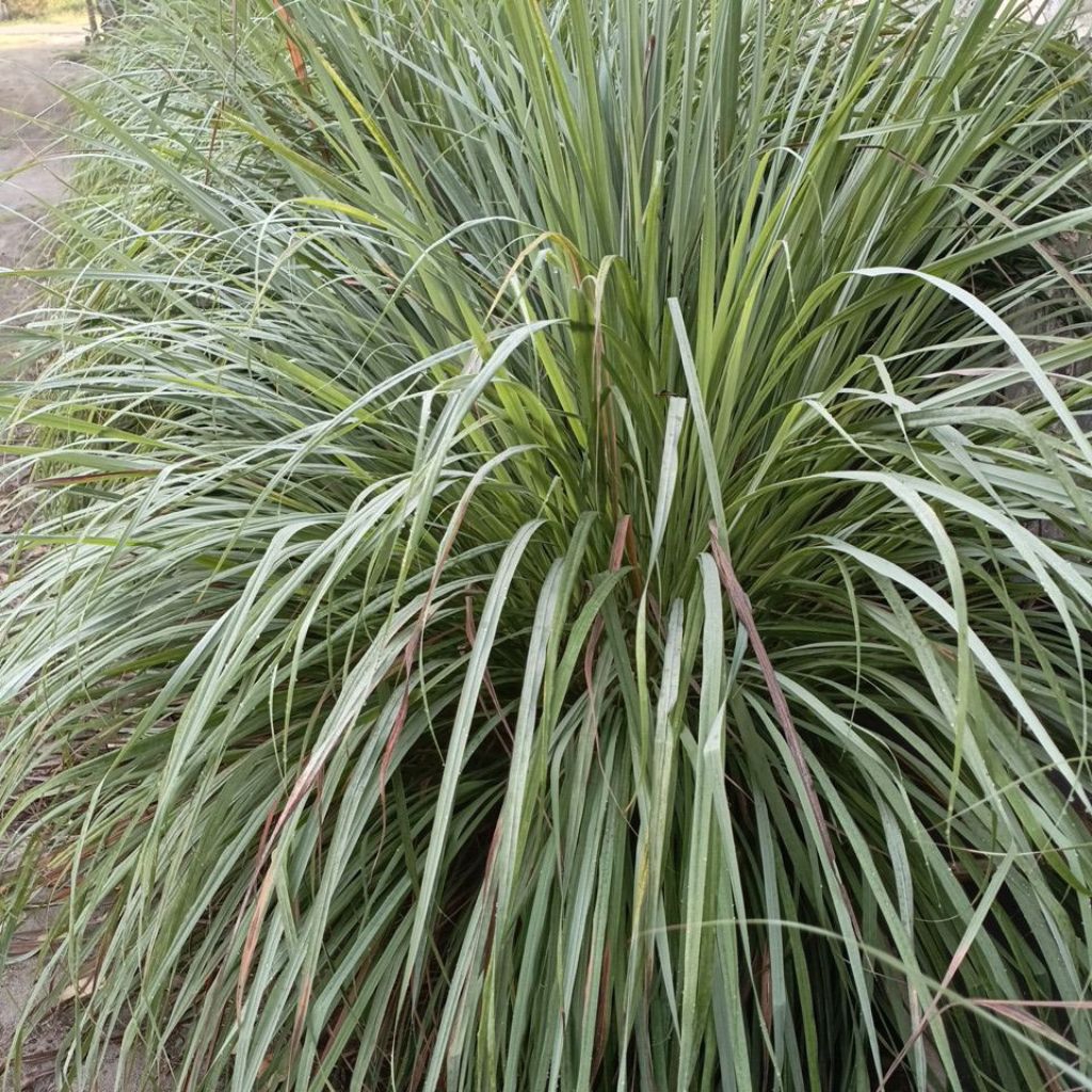 

serai segar tua 1kg / sereh segar tua / sere segar tua