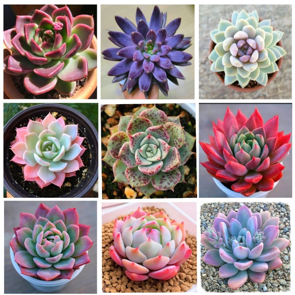 Sukulen Kaktus Hidup Mini Isi 10 Pcs Free Pot Dan Media Tanam