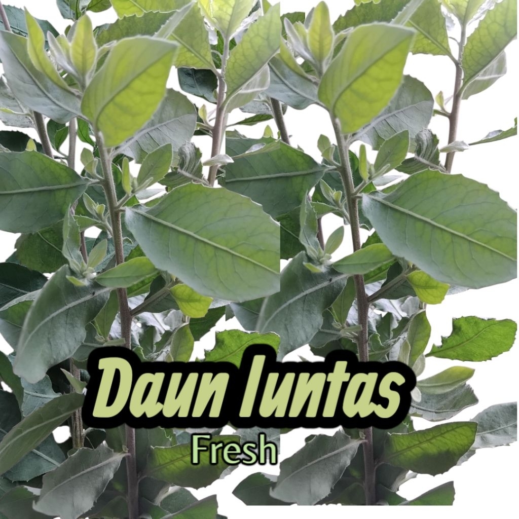 

daun luntas atau beluntas untuk herbal membantu menyembuhkan diare