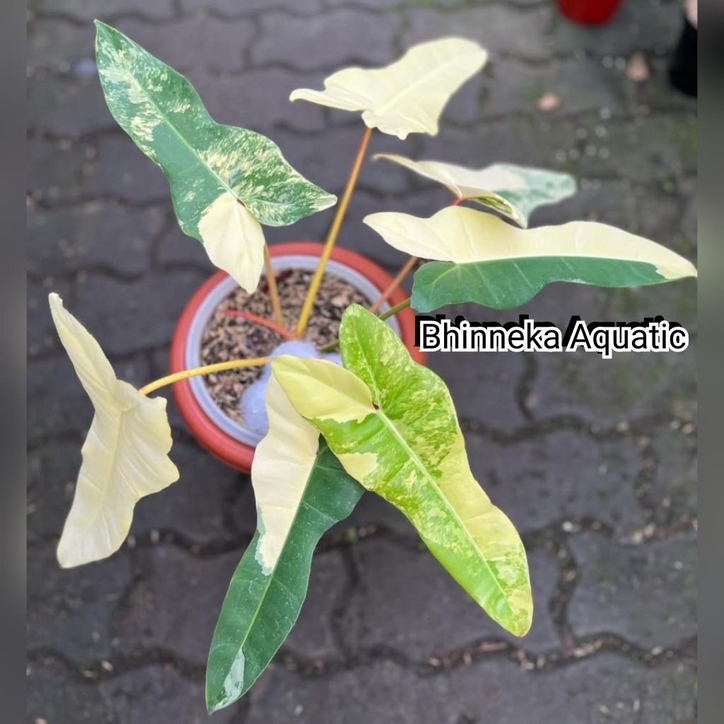 Tanaman Hias Phillodendron Jennifer  Billitiae x Florida Beauty Jenifer  Billie Var x Flobe Var Vari