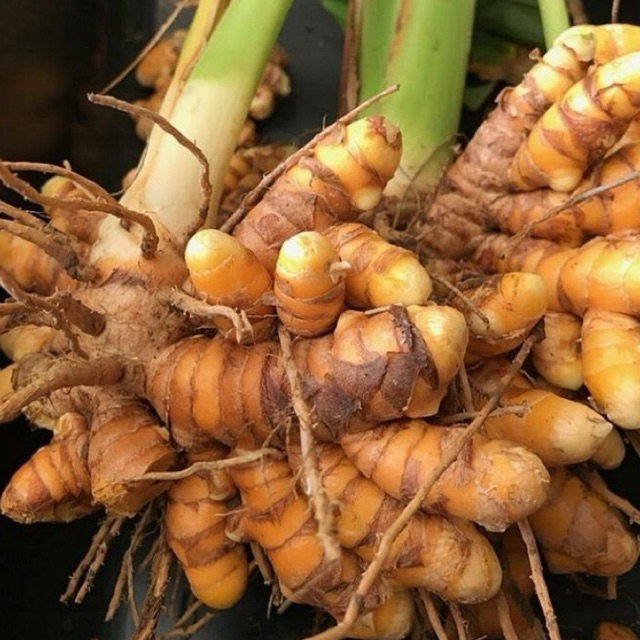 

Kunyit / Koneng Segar, Super — Rempah Sehat, Warna Alami & Kaya Manfaat