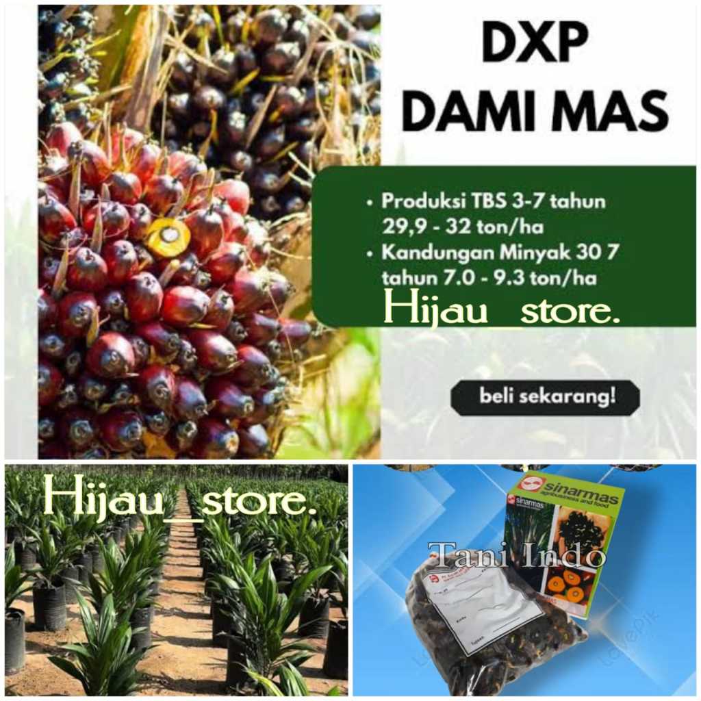 DXP Dami Mas unggul bersertifikat isi 250 butir Hijau store
