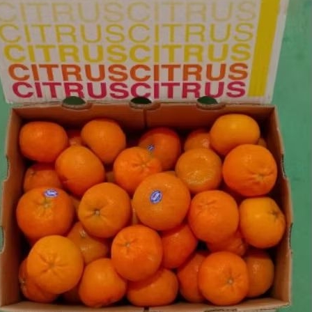 

Buah Jeruk Afourer Australia per 1 dus karton