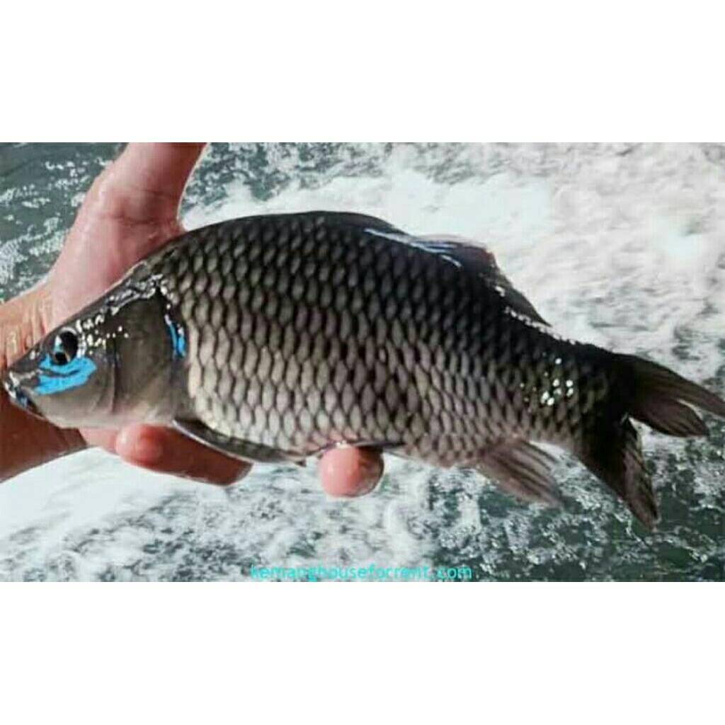 

Ikan Mas Segar Bukan Frozen