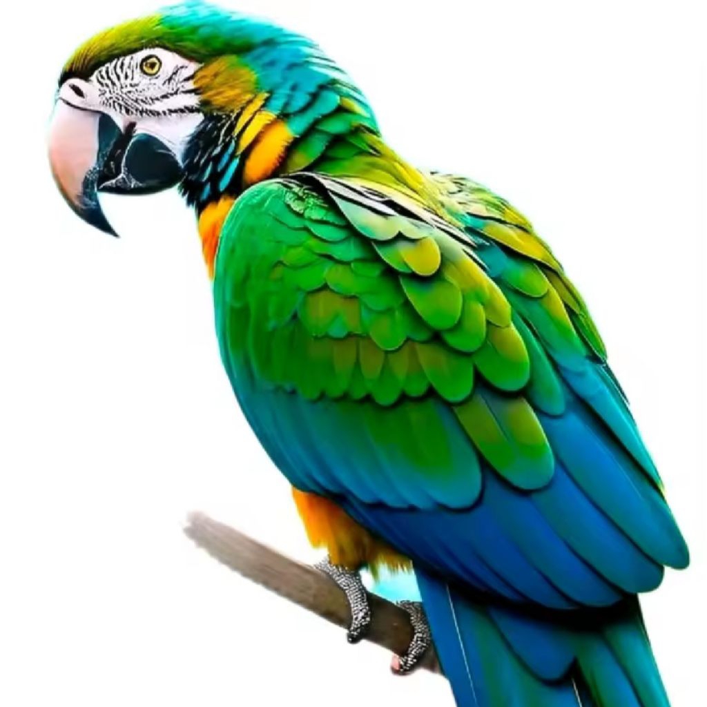 

Telur fertil macaw scarlet 2 butir garansi menetas 100%