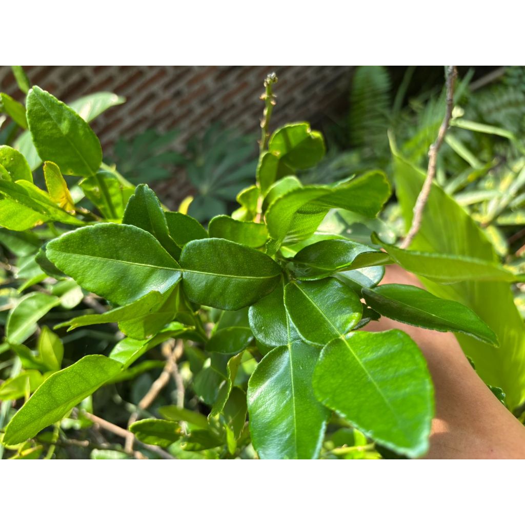

daun jeruk purut bumbu masak dapat (15 lembar)