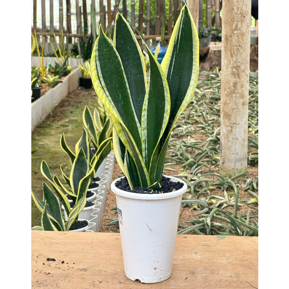 Tanaman Hias Sanseviera Serii Black Gold| Sanseviera| Lidah Mertua| Tanaman Penyerap Polutan