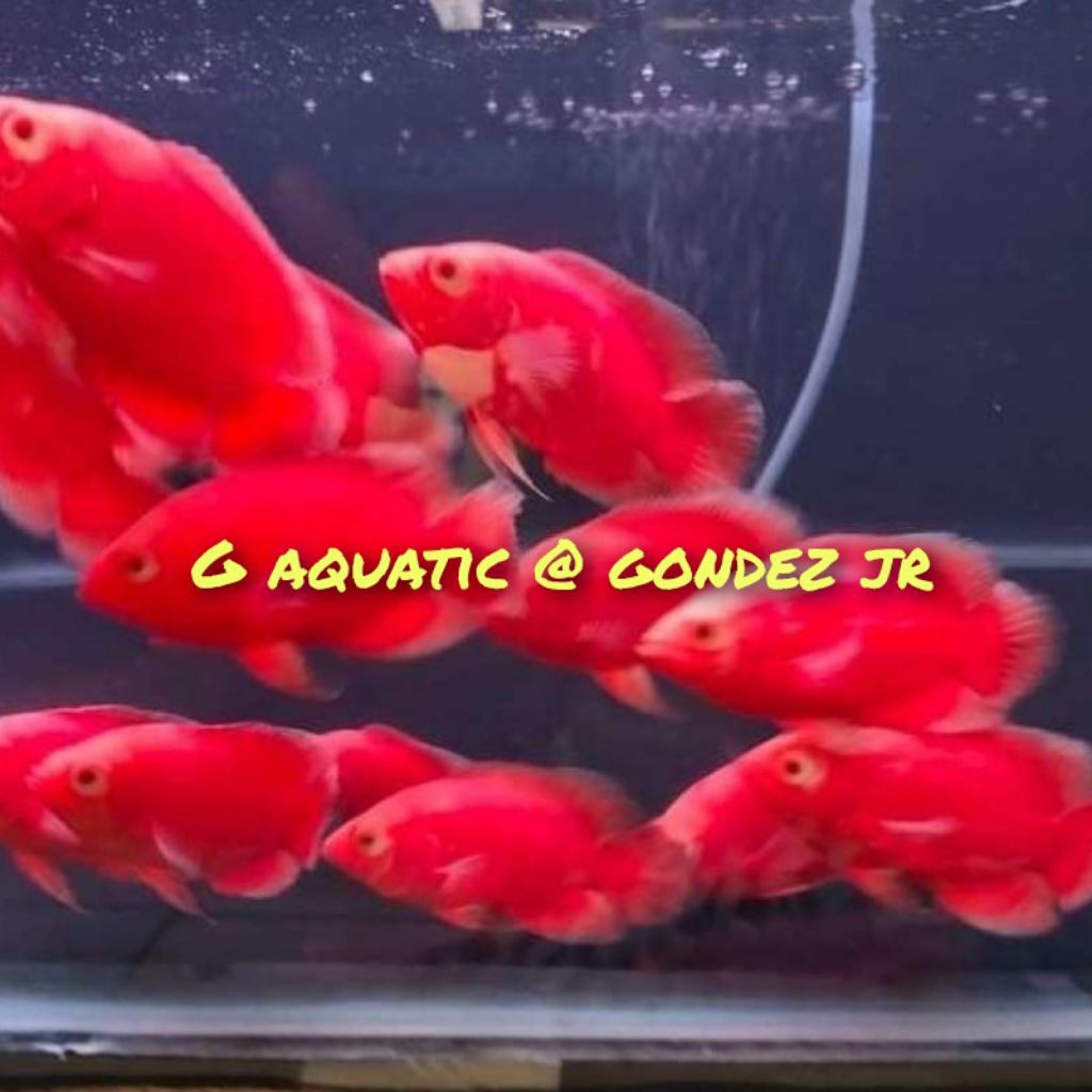 ikan Oscar red chili size 7-8cm