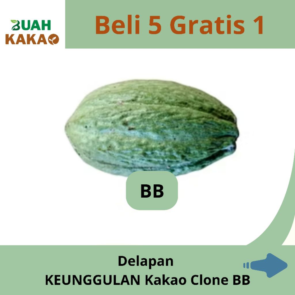 

Buah Kakao Glondongan Clone BB – Segar dari Kebun, Bisa Fermentasi & Konsumsi dan dijadikan benih