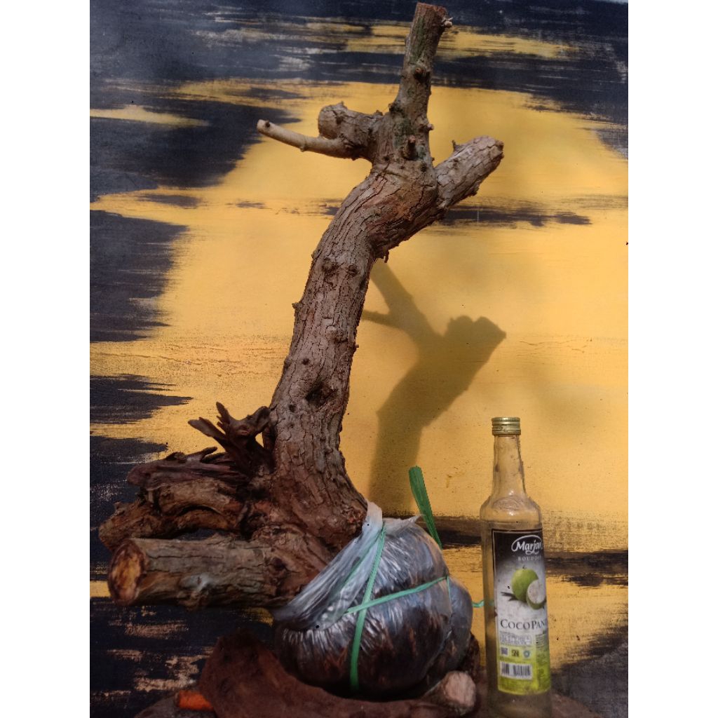 BAHAN BONSAI SISIR KALIAGE CANGKOK 01