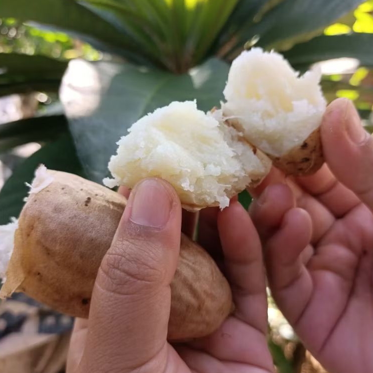 

Gembili ketan super paket hemat gratis ongkir