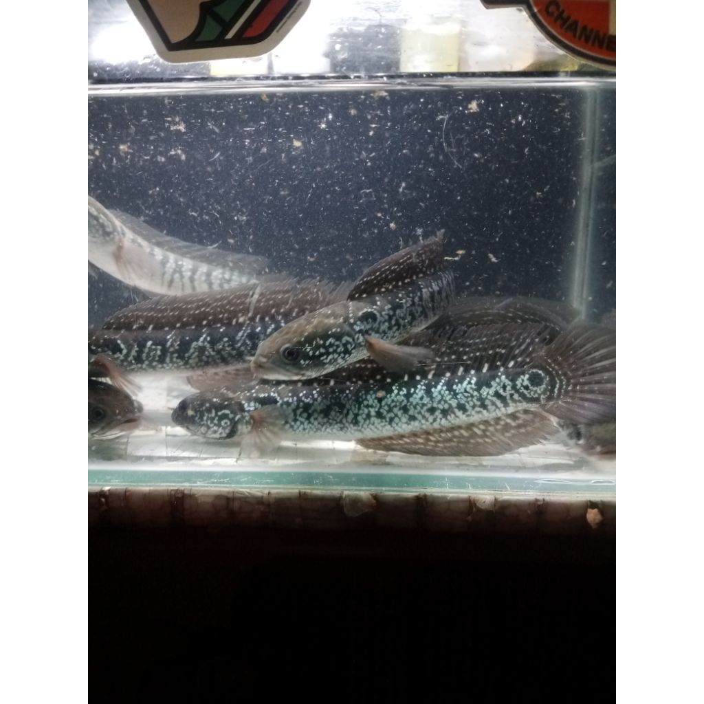 Pelet Asiatica Gondrong Glowing