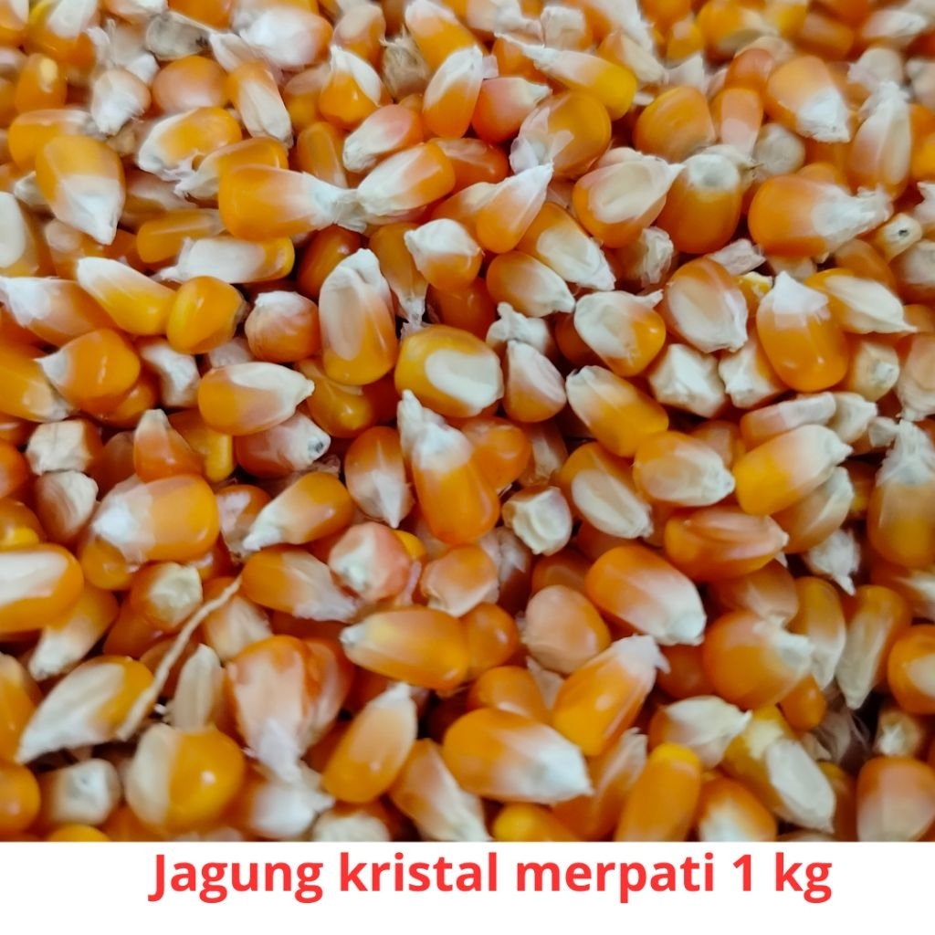 [1 kg] Jagung kecil / jagung kristal pakan burung merpati/ pakan ayam termurahh