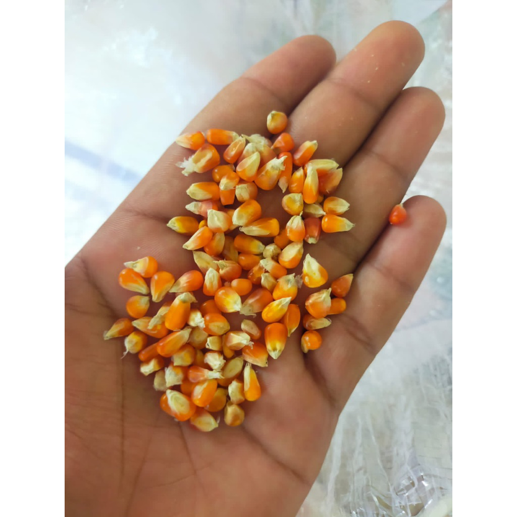 jagung pipil/jagung pipil kering/jagung pakan ayam dan unggas