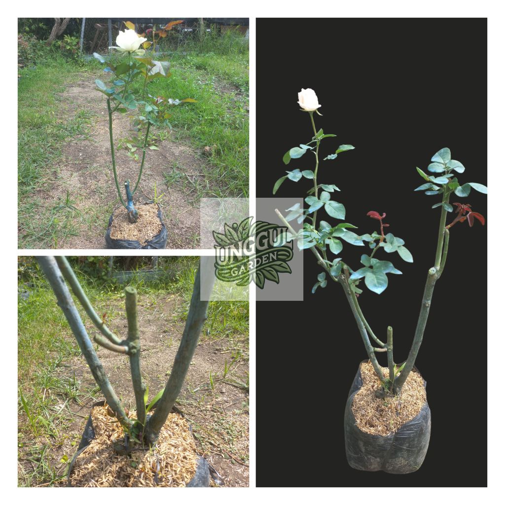 Tanaman Mawar Dongkelan/Indukan Batang Jumbo