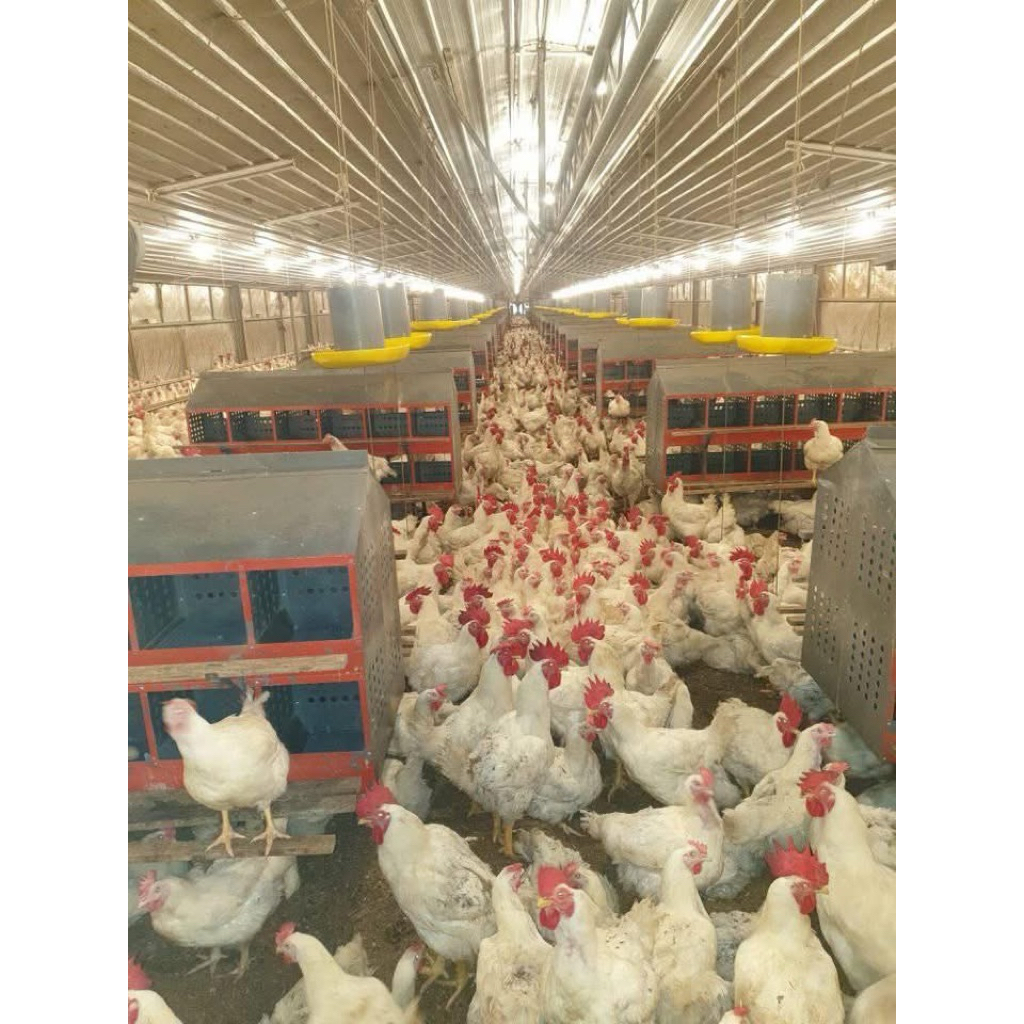 

TELUR TETAS AYAM BROILER PS UNTUK DI TETASKAN