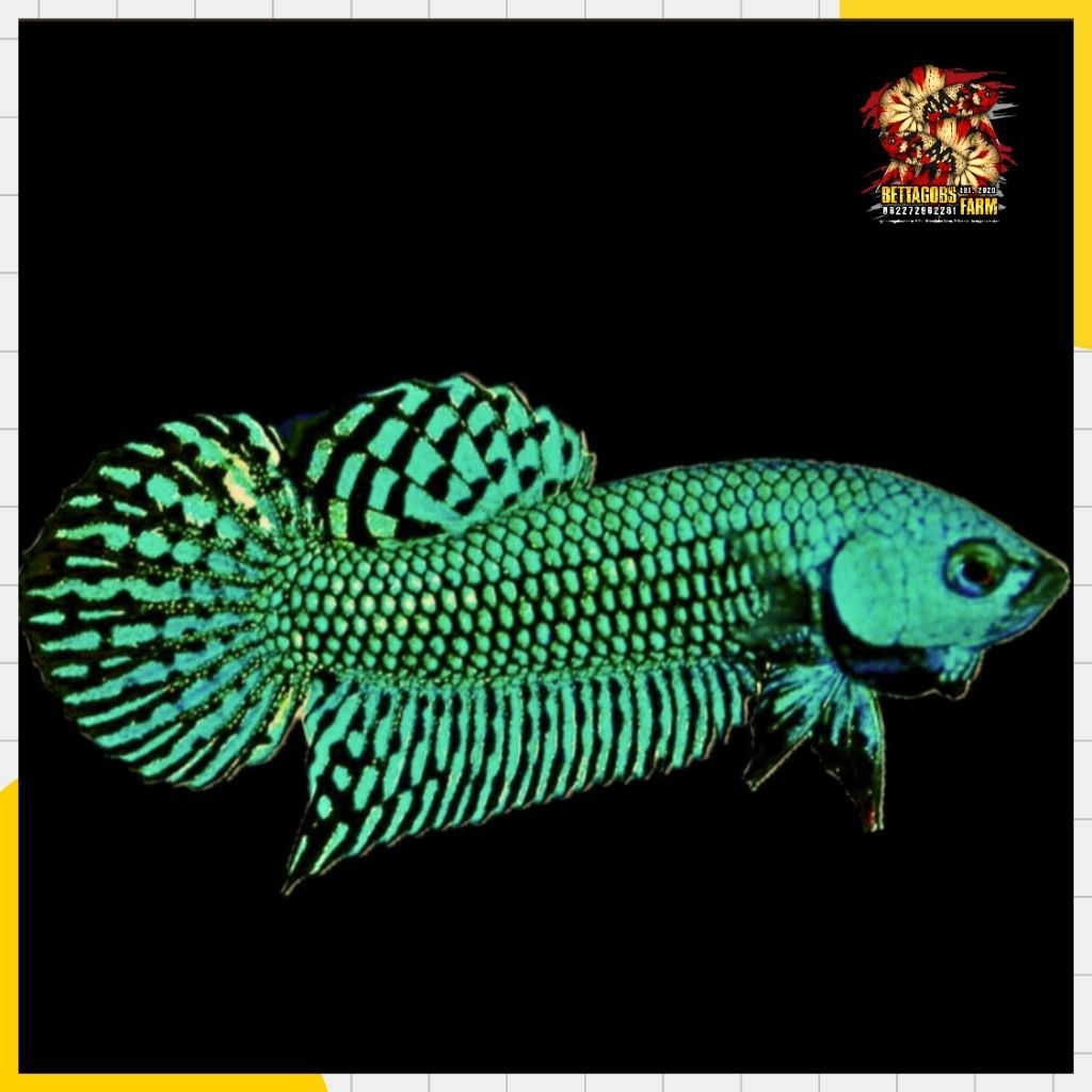 Cupang AlienGreen Hybrid