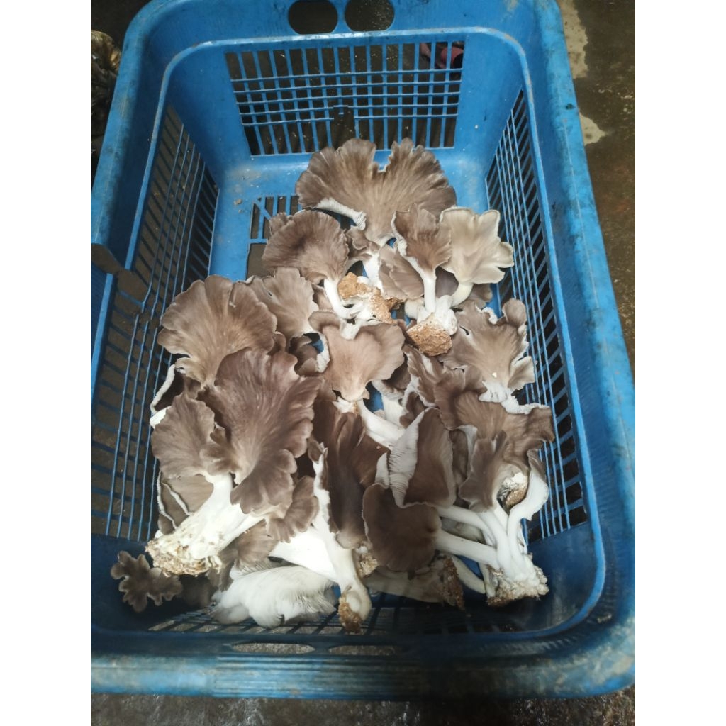 

JAMUR TIRAM COKLAT KEMASAN 250g/500g/1kg