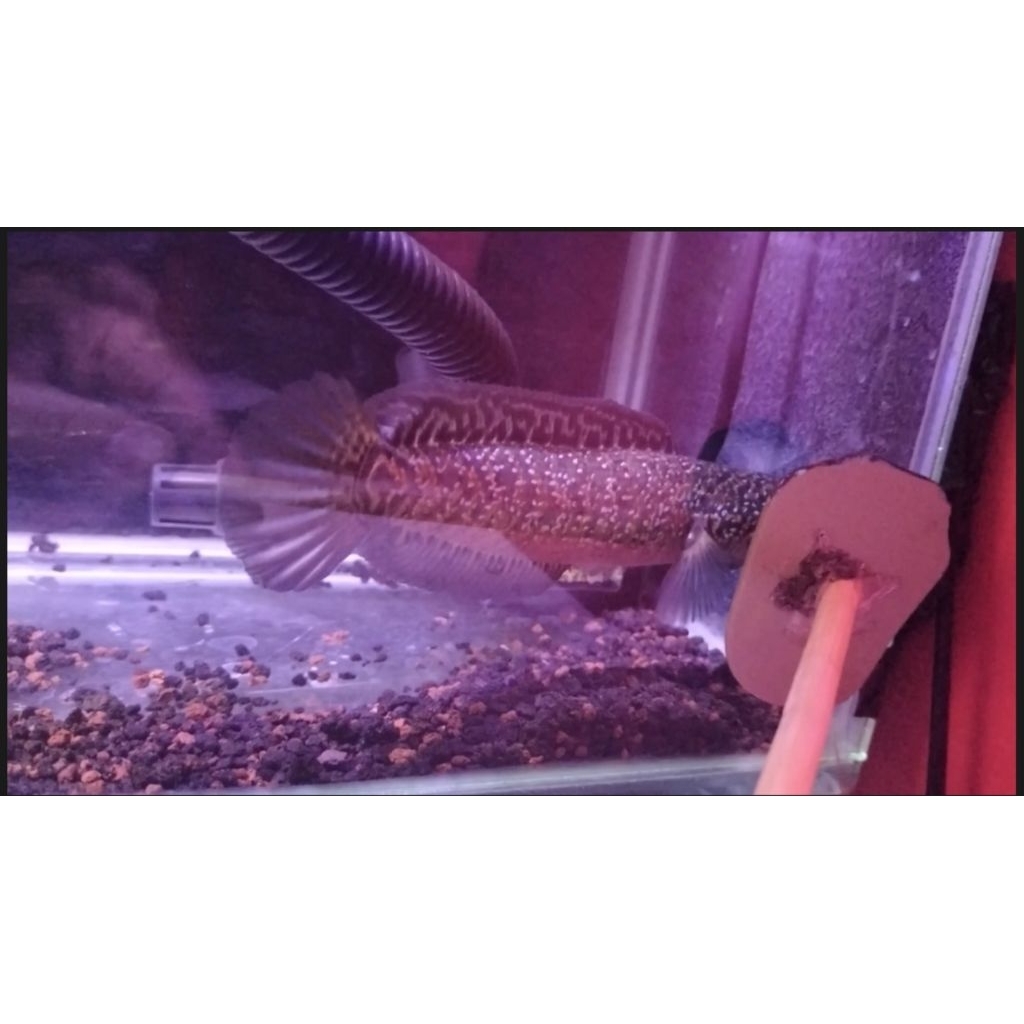 Ikan Channa Asiatica Kalimaya