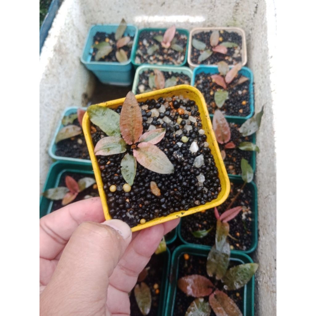 Cryptocoryne Flamingo Pink (Emersed) #cfm010