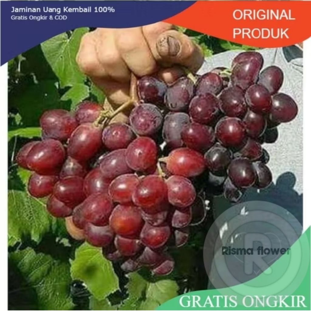 POHON BUAH ANGGUR IMPORT EVEREST ASLI / TANAMAN BUAH ANGGUR IMPORT EVEREST