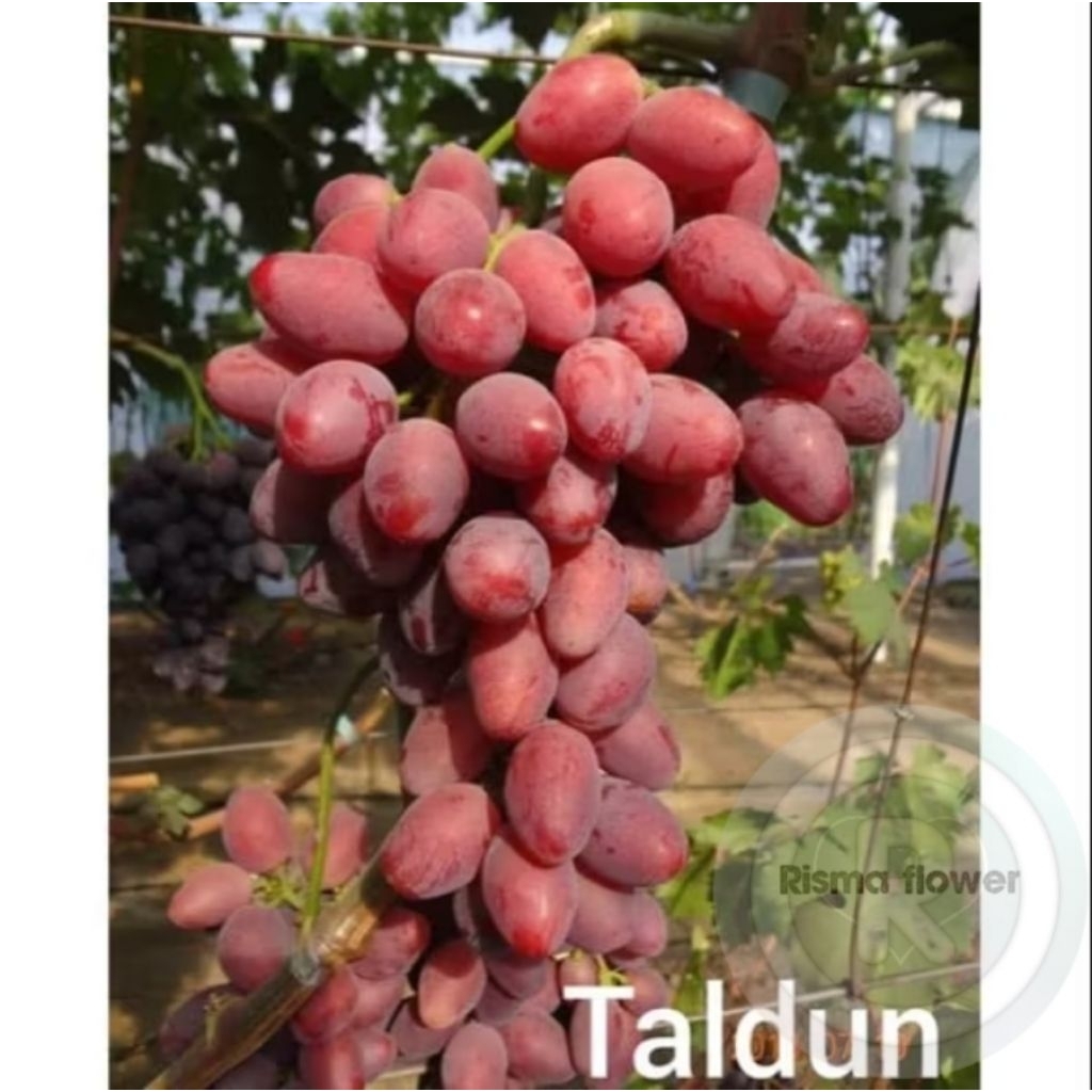 POHON BUAH ANGGUR IMPORT TALDUN ASLI / TANAMAN BUAH ANGGUR IMPORT TALDUN