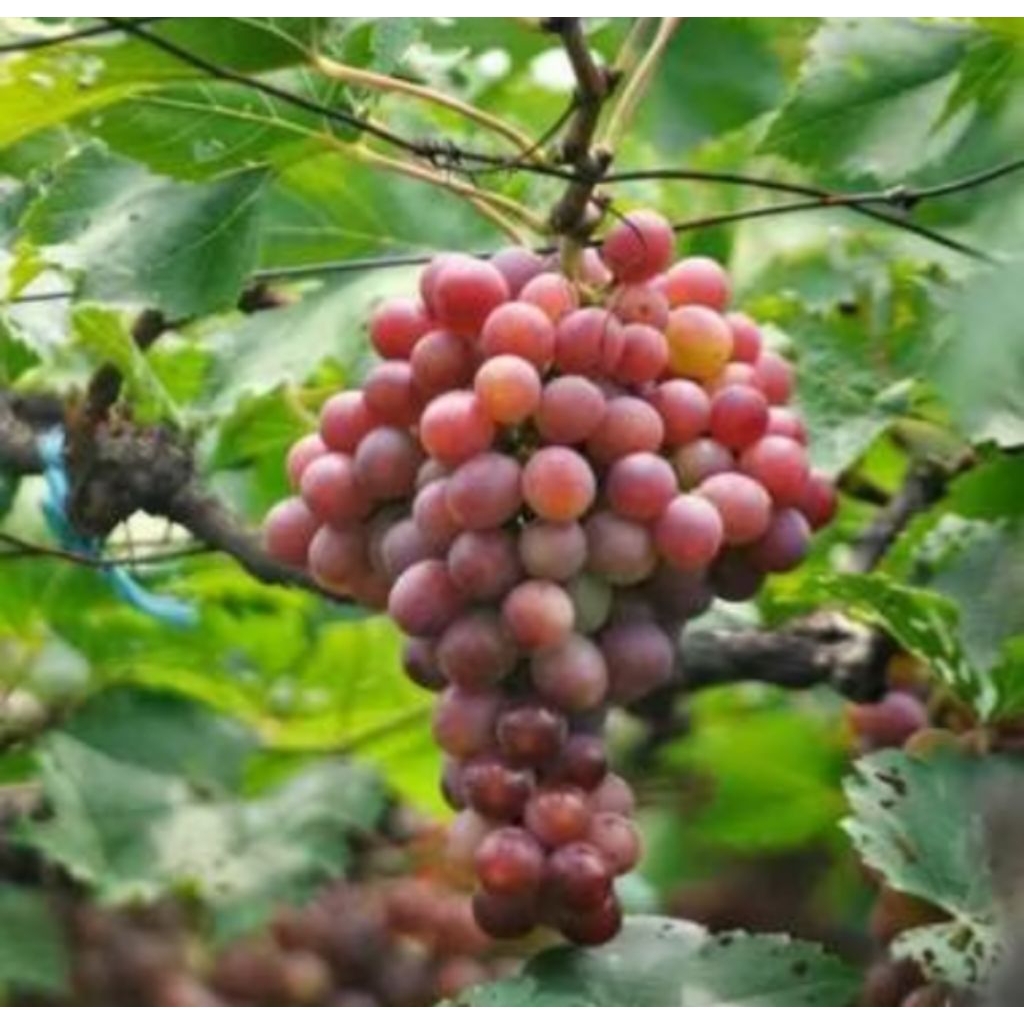 POHON BUAH ANGGUR DONETSKY IMPORT / TANAMAN BUAH ANGGUR IMPORT DONETSKY